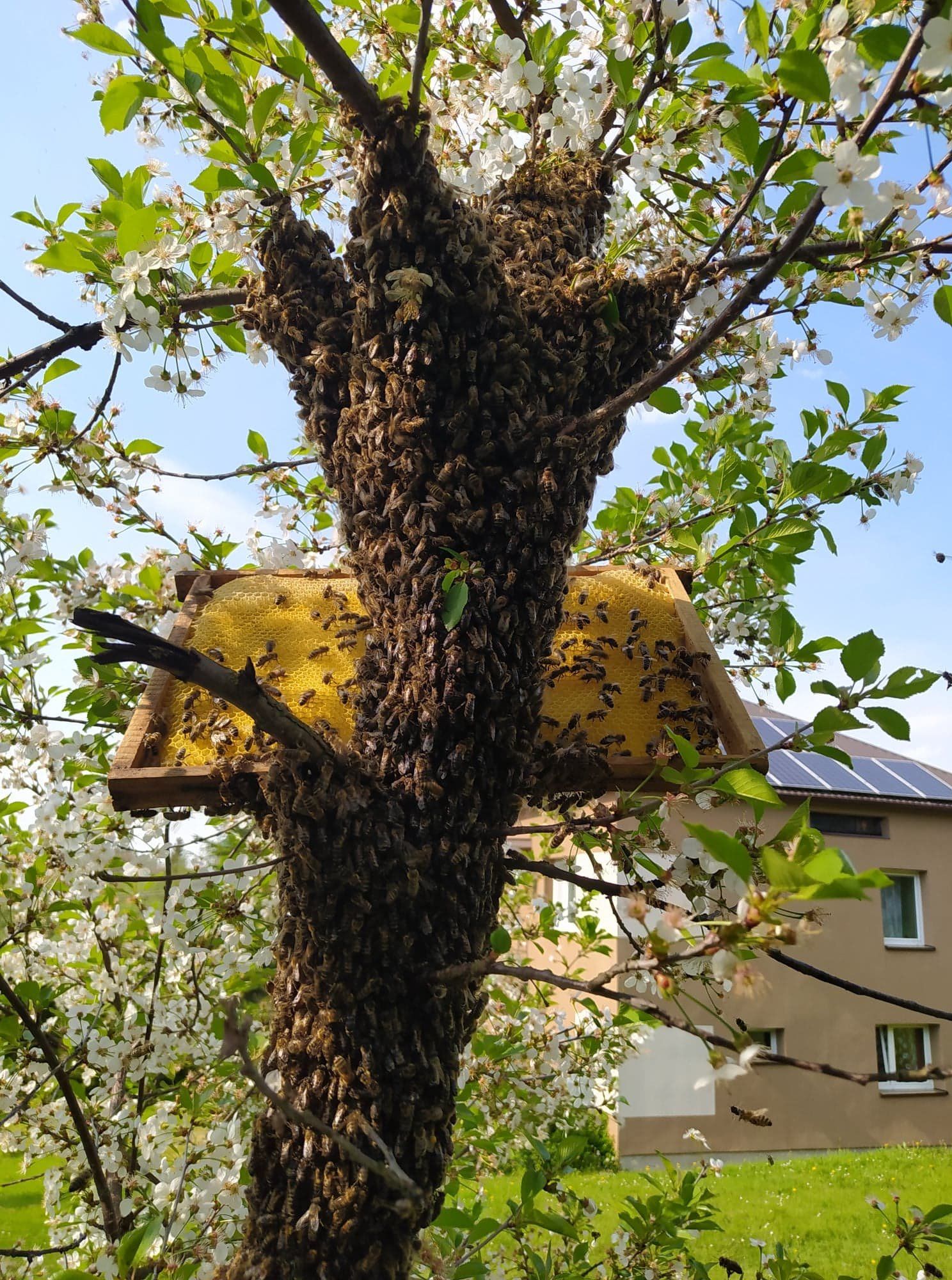 Py Ek Kwiatowy Pszczeli W Asna Pasieka Kg W Gierka