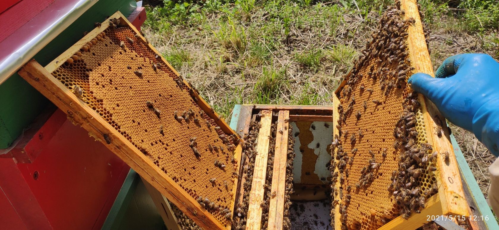 Odkład Pszczeli Ramka Wielkopolska | Tarnobrzeg | 🍯 123miody.pl | Miód ...